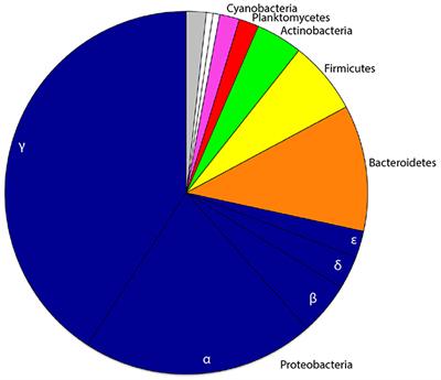 Ontogenetic Changes in the Bacterial Symbiont Community of the Tropical Demosponge Amphimedon queenslandica: Metamorphosis Is a New Beginning